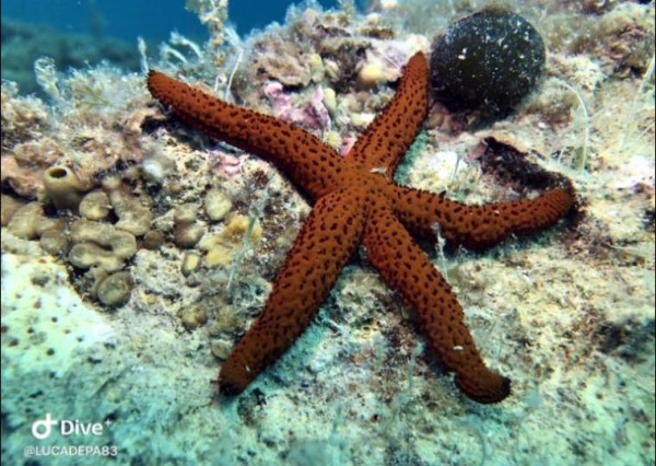 Scuba Diving Experience